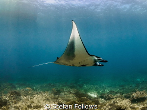 Butterflies and zebras and moonbeams. Manta Ray - Manta a... by Stefan Follows 